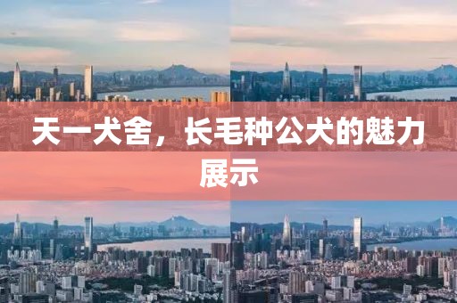 天一犬舍，长毛种公犬的魅力展示
