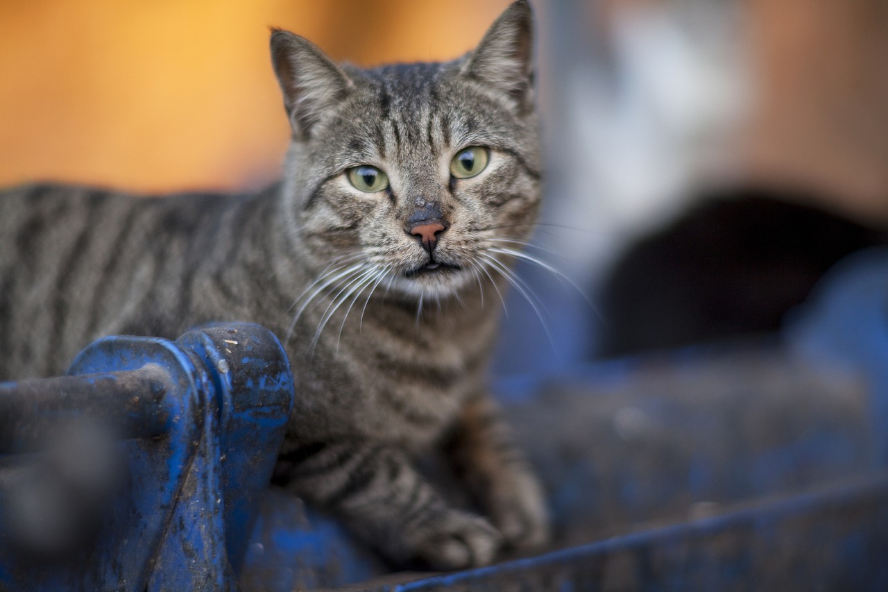 成都轻声喵语最新地址揭秘，猫咪文化与地点的完美交融