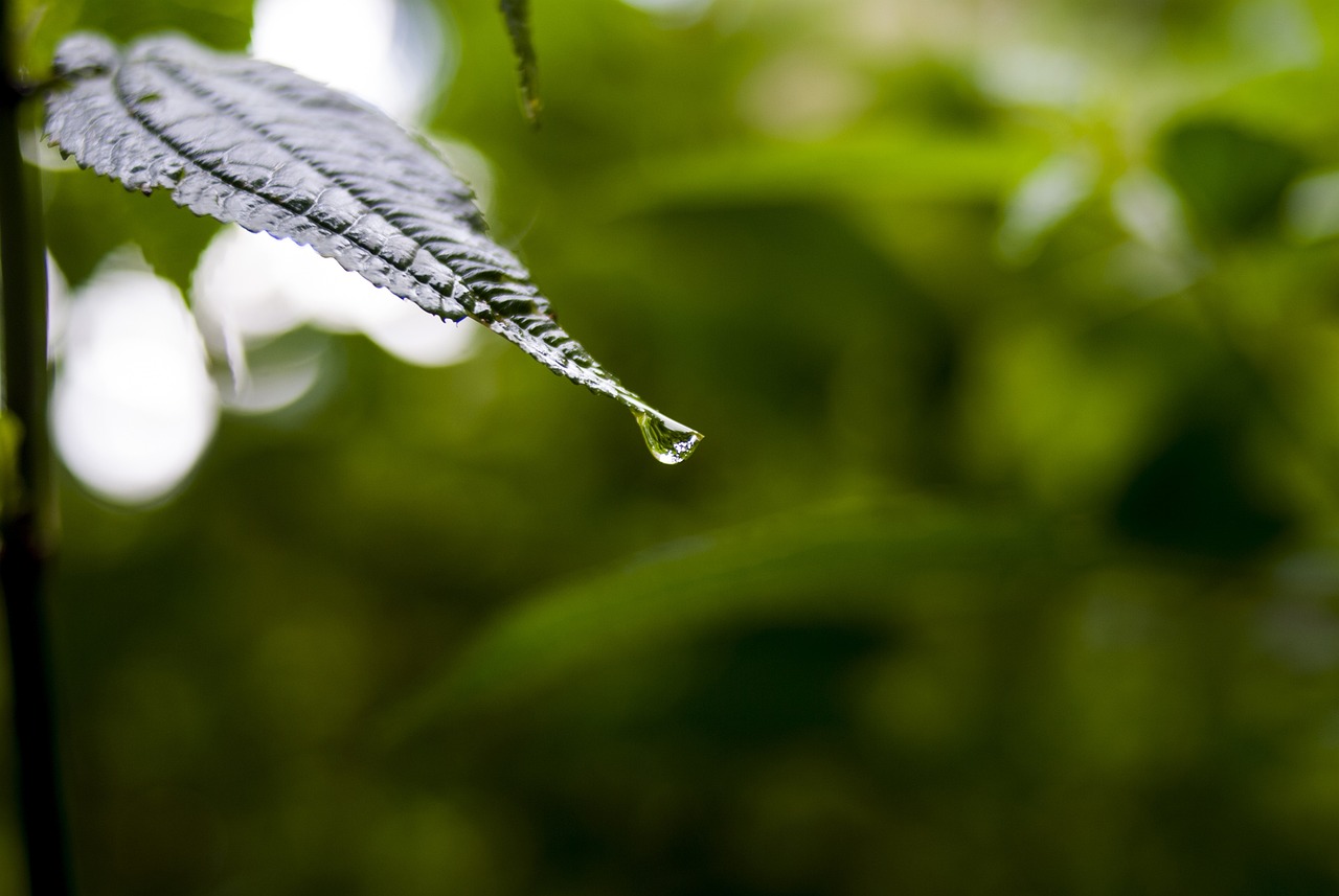依生生物最新股票动态全面解析，最新消息与全面解读