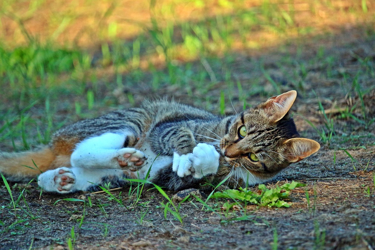 猫咪软件最新版下载，全面升级的功能与极致体验