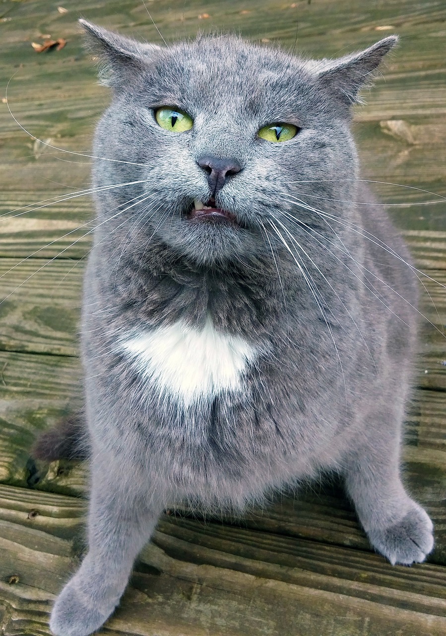 最新更新盛宠逗猫遛狗，人与自然的和谐共处之道