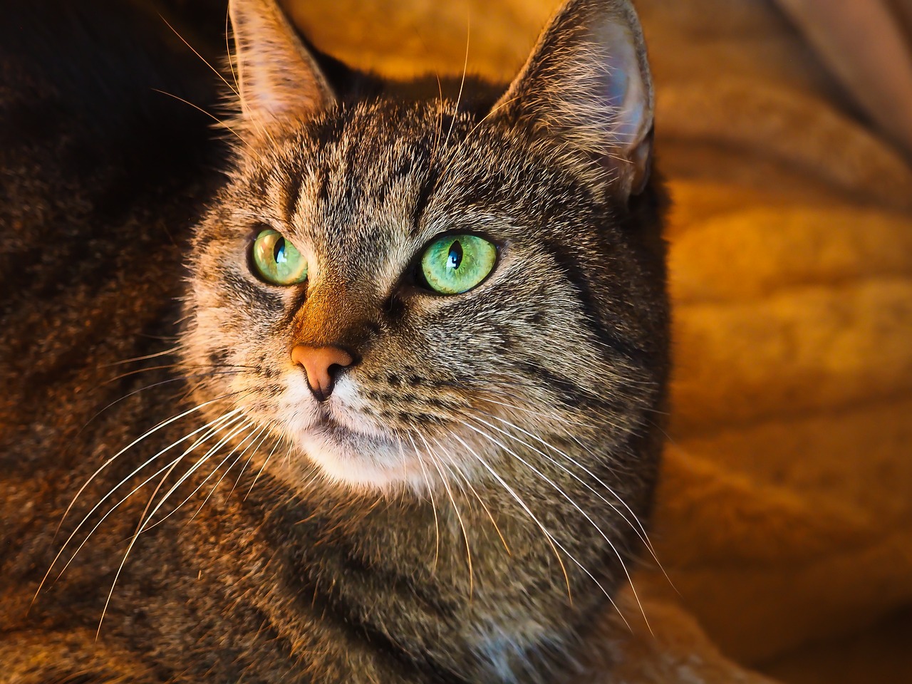 猫咪软件官网最新版本解析，魅力与功能一览