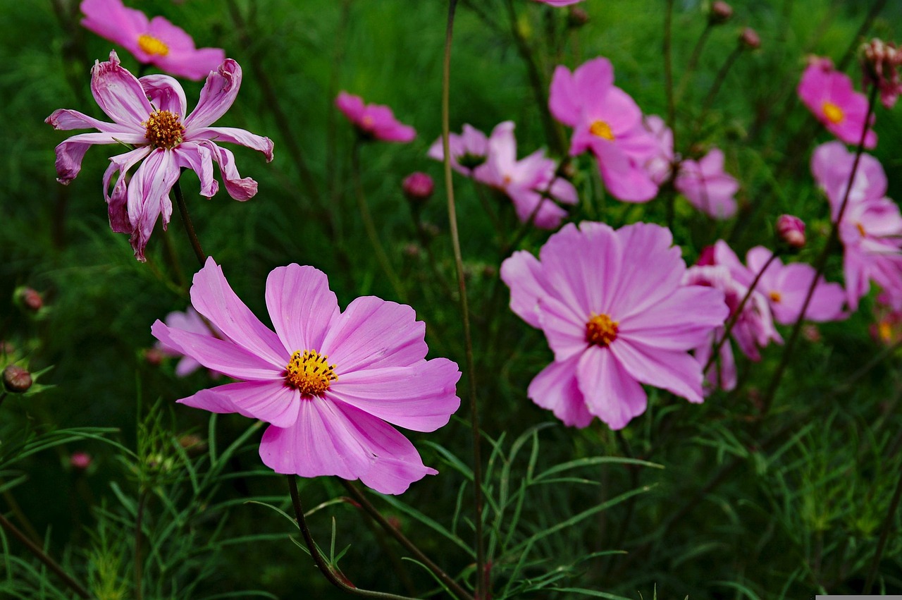 三峡花苑，时代风采与花朵的绽放同步前行