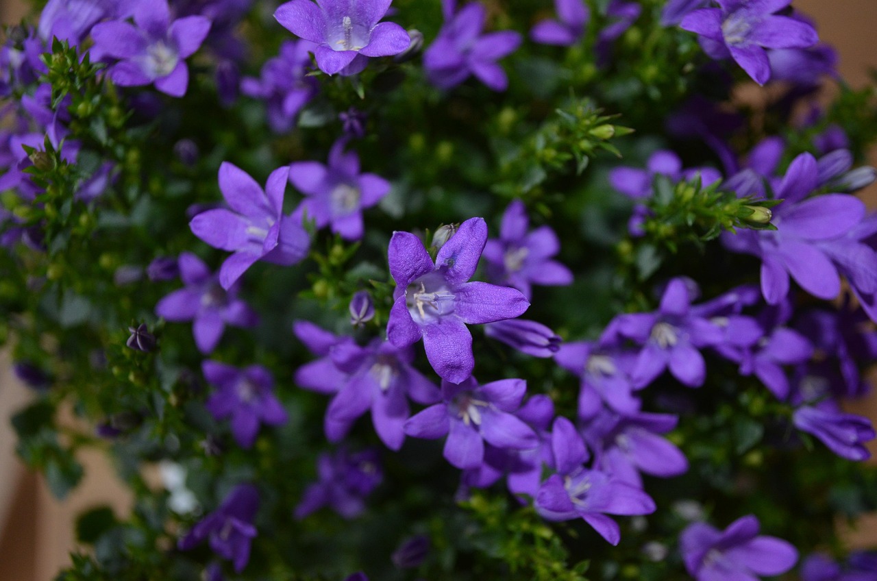 燕郊四季花都最新动态，城市未来之花绽放，花朵与都市共成长